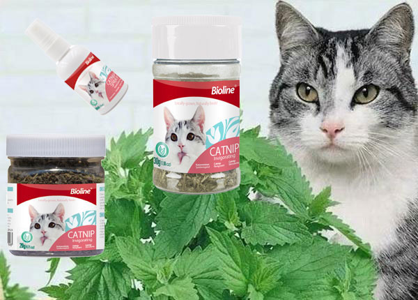 猫薄荷知识百科