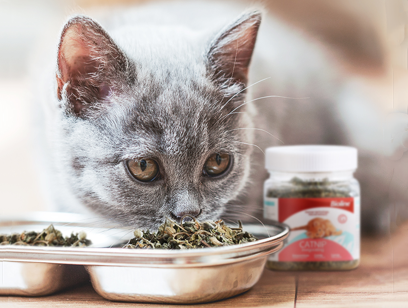 猫薄荷叶子小百科