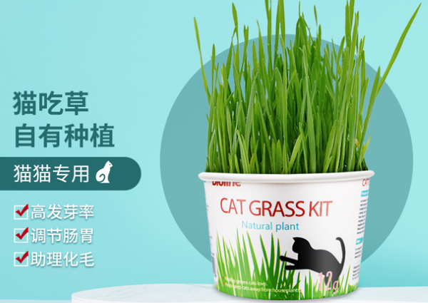 猫草–猫咪的绿色健康伙伴